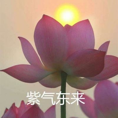 媚者无双bt服下载